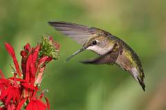 163: 2022-08-05-hummingbird-0C3_0370