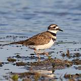 164: 2022-08-18-killdeer-0C3_0346