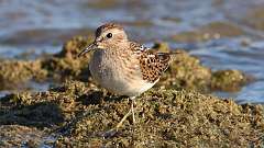 165: 2022-08-18-least-sandpiper-0C3_0167