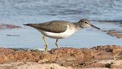 167: 2022-08-18-spotted-sandpiper-0C3_0078