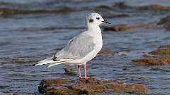 169: 2022-08-20-Bonapartes-Gull-0C3_0821