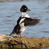 170: 2022-08-20-Common Goldeneye 0C3_1257