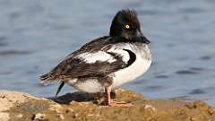 171: 2022-08-20-Common Goldeneye 0C3_1384