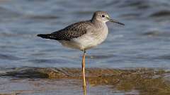 174: 2022-08-20-Lesser Yellowlegs-0C3_1066