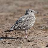 172: 2022-08-20-herring-gull-0C3_0391