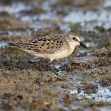 175: 2022-08-20-semipalmated-sandpiper-0C3_1747