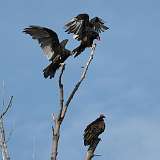 176: 2022-08-20-vultures-0C3_0112