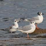 177: 2022-08-25-Bonapartes-Gull-0C3_0235