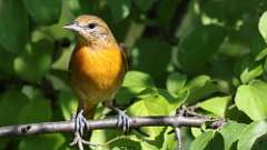 178: 2022-08-27-Baltimore Oriole 0C3_0254