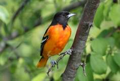 179: 2022-08-27-Baltimore Oriole 0C3_0352