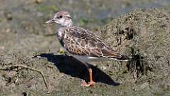 185: 2022-08-27-Ruddy Turnstone 0C3_0715