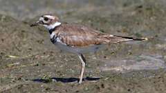 182: 2022-08-27-killdeer-0C3_0589