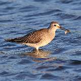 186: 2022-08-31-yellowlegs-0C3_0248