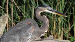 187: 2022-09-01-blue heron 0C3_0347