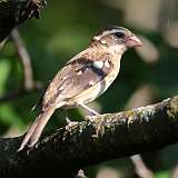 194: 2022-09-08-Rose-breasted Grosbeak 0C3_0556