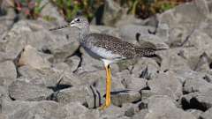 192: 2022-09-08-greater yellowlegs 0C3_0388