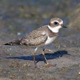 193: 2022-09-08-plover 0C3_0208