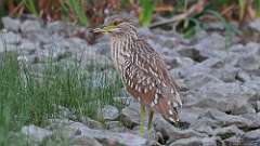 196: 2022-09-15-Black-crowned Night-Heron 0C3_0053