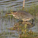 197: 2022-09-17-green-heron-0C3_0508