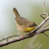 200: 2022-09-18-Common Yellowthroat 0C3_0015