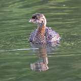 204: 2022-10-03-Pied-billed Grebe-0C3_0157