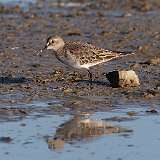 206: 2022-10-10-White-rumped Sandpiper 0C3_0319