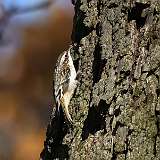 207: 2022-10-22-Brown Creeper 0C3_0029