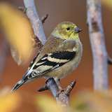 209: 2022-10-30-American Goldfinch 0C3_0495