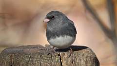 210: 2022-10-30-junco 0C3_0435