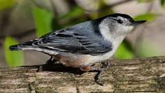 211: 2022-10-30-nuthatch-0C3_0403