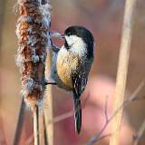 212: 2022-11-03-Black-capped Chickadee 0C3_0093