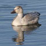 215: 2022-11-05-Snow Goose 0C3_0541