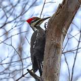 216: 2022-11-14-Pileated Woodpecker 0C3_0108