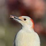 220: 2022-11-26-Red-bellied Woodpecker 0C3_0121