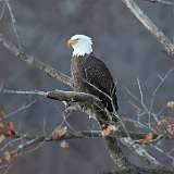 217: 2022-11-26-bald eagle 0C3_0406