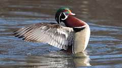 10: wood duck 0C3_0110