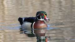 1: wood duck 0C3_0138