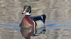 7: wood duck 0C3_0190