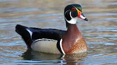 8: wood duck 0C3_0219