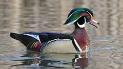 9: wood duck 0C3_0253