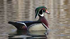 2: wood duck 0C3_0256