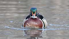 3: wood duck 0C3_0328