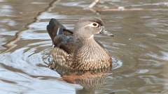 4: wood duck 0C3_0426