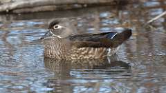 5: wood duck 0C3_0440