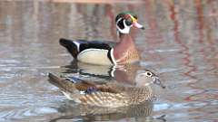 11: wood duck 0C3_0471