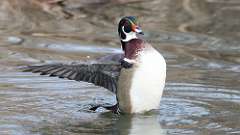 6: wood duck 0C3_0564