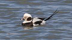 5: Long-tailed Duck 0C3_0454