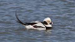 6: Long-tailed Duck 0C3_0550