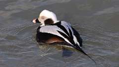 7: Long-tailed Duck 0C3_0788