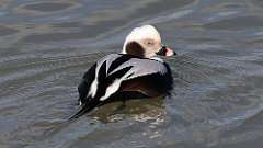 8: Long-tailed Duck 0C3_0817